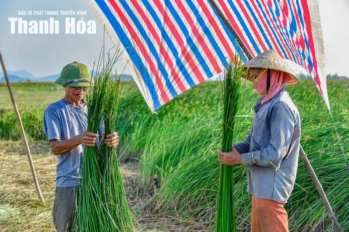 Nghề trồng cói vốn phụ thuộc nhiều vào thời tiết. Người dân luôn tranh thủ những ngày nắng đẹp để thu hoạch và phơi nguyên liệu. Chỉ cần gặp mưa bất chợt hoặc phơi không đủ nắng, sợi cói sẽ dễ bị mốc, đổi màu, ảnh hưởng trực tiếp đến chất lượng sản phẩm.