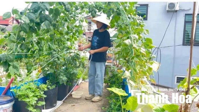 Chị Hà Thị Lan chăm sóc khu vườn nhỏ với nhiều rau xanh trên sân thượng.