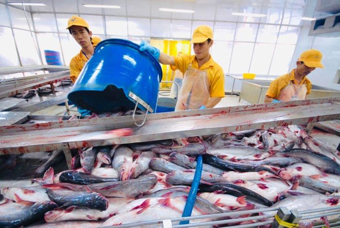 Xuất khẩu cá tra đang phục hồi tích cực, dự báo đạt khoảng 2 tỷ USD trong năm 2026. Ảnh: VASEP.