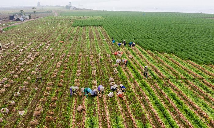  Nông nghiệp chuyển dịch theo chuỗi sản xuất hàng hóa, giá trị gia tăng cao. 