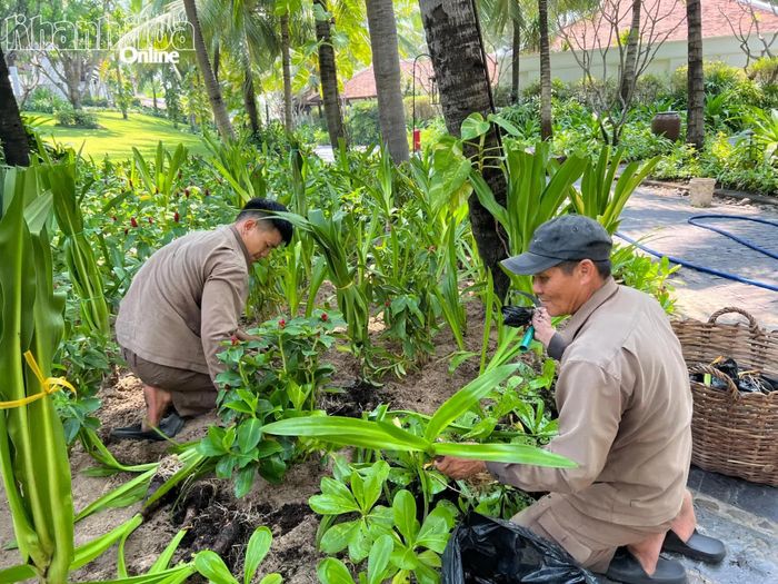Nhân viên Khu nghỉ dưỡng The Anam Cam Ranh trồng cây xanh. 