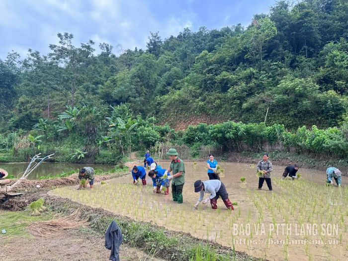 Thanh niên xã Văn Quan hỗ trợ gia đình người có công cấy lúa
