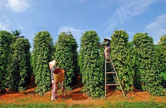 Tiếp tục nâng cao chất lượng vườn tiêu gắn với các tiêu chuẩn an toàn