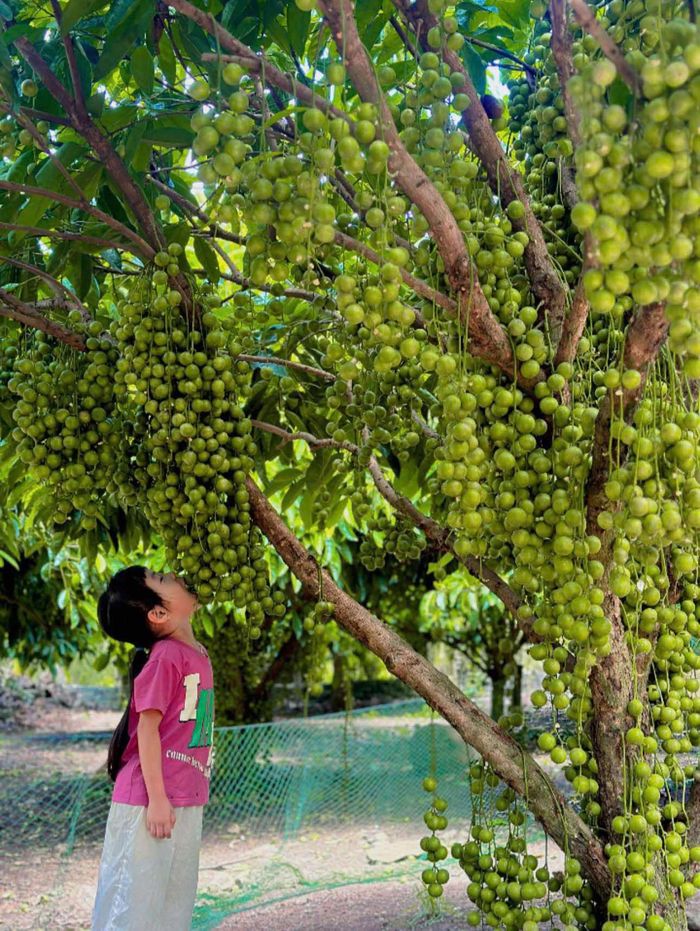 Cây dâu da siêu trái tại Trà Tân