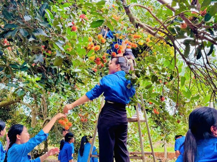 Mùa chôm chôm ở Trà Tân
