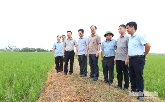 Đồng chí Trần Anh Dũng, Ủy viên Ban Thường vụ Tỉnh ủy, Phó Chủ tịch UBND tỉnh cùng Đoàn công tác kiểm tra vùng sản xuất lúa đặc sản tại xã Trực Ninh.
