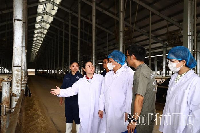 Phó Chủ tịch UBND tỉnh Đinh Công Sứ và các thành viên của đoàn tham quan trang trại chăn nuôi bò của Công ty TNHH Chăn nuôi Việt Nhật.