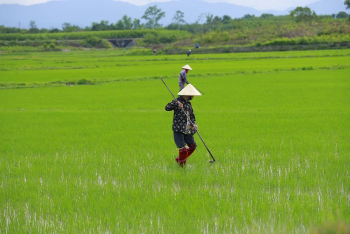 Người dân xã Vĩnh Thủy làm ruộng dưới chân núi Voi - Ảnh: P.T.L