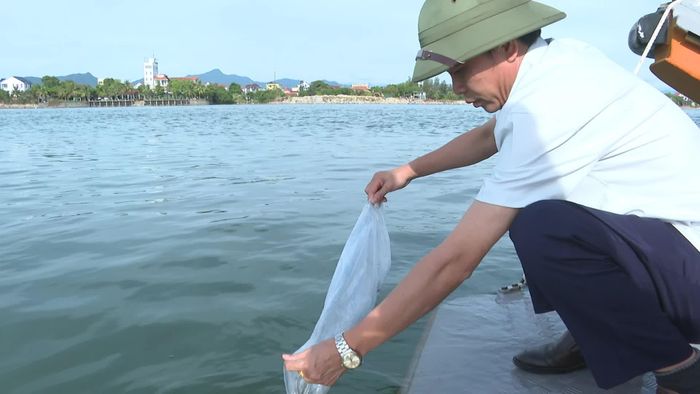 Tôm sú giống được thả xuống biển Nhật Lệ nhằm tái tạo nguồn lợi thủy sản - Ảnh: T.L