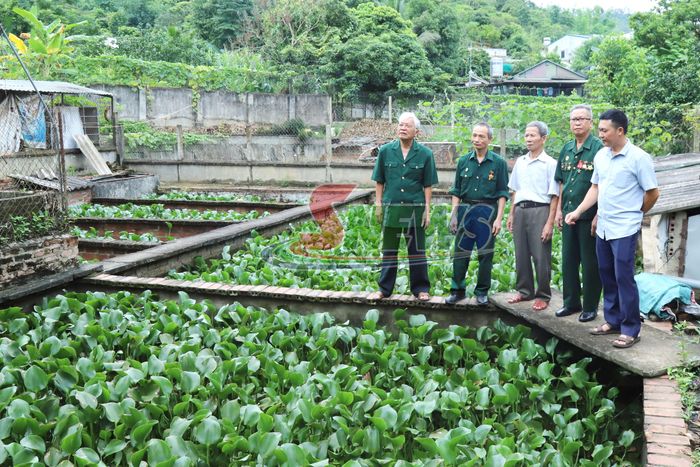 Mô hình nuôi ba ba gai của thương binh Lương Hồng Thanh, tổ dân phố 2, xã Sông Mã.