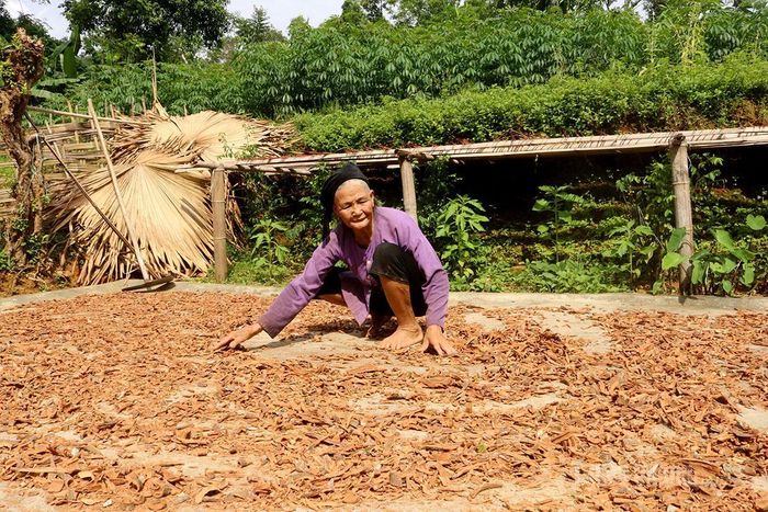 Bột hương được người Tày xã Linh Hồ làm từ vỏ cây quế và vỏ cây dây. Vỏ cây sau khi lấy trên rừng về được băm nhỏ, phơi khô.