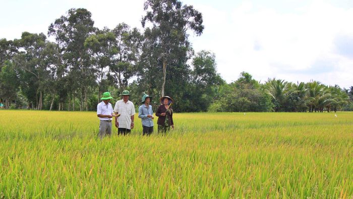 Nút thắt lớn nhất hiện nay nằm ở kết cấu hạ tầng phục vụ vùng sản xuất lúa chất lượng cao chưa đồng bộ, đặc biệt là tại tiểu vùng nam Cà Mau.
