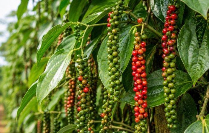 Giá tiêu hôm nay dao động trong khoảng 137.000 - 140.500 đồng/kg. Ảnh minh họa