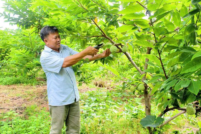 Hiệu quả kinh tế từ trồng na dai đã giúp cuộc sống của gia đình ông Chu Văn Dũng, thôn Đồng Bụt sung túc hơn