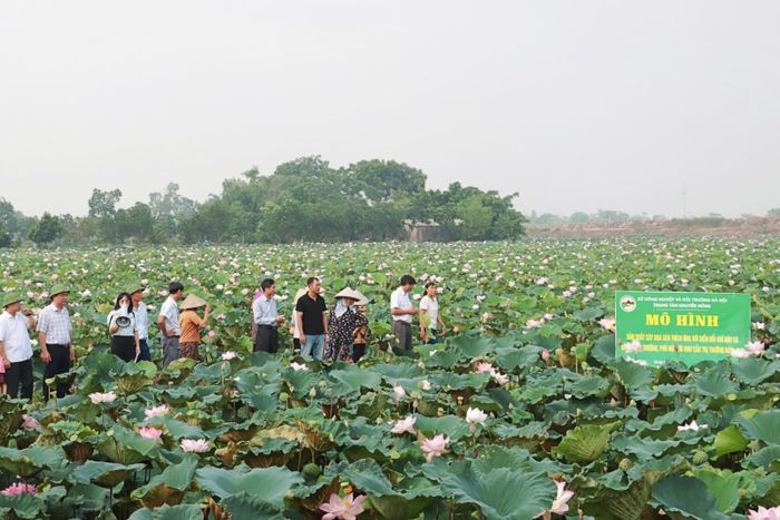 Các đại biểu tham quan mô hình sản xuất cây hoa sen thích ứng với biến đổi khí hậu và bảo vệ môi trường, phù hợp với nhu cầu của thị trường tại xã Ứng Hòa. Ảnh: T.Hoài