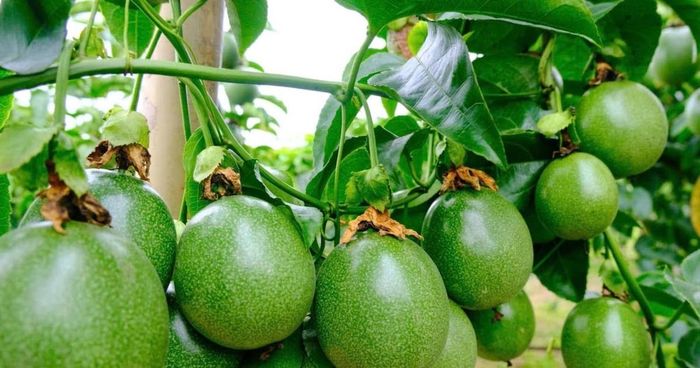 Những trái chanh dây đạt tiêu chuẩn chất lượng là nền tảng để HTX đầu tư chế biến sâu, phát triển thương hiệu và xây dựng văn hóa sở hữu trí tuệ, gia tăng giá trị nông sản.