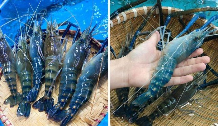 Tôm xanh, đặc biệt là tôm càng xanh hoặc tôm sú xanh, thường có kích thước lớn hơn, vỏ dày và màu sắc đậm hơn so với tôm trắng. Ảnh minh họa.