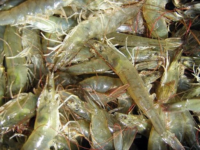Tôm trắng, thường được gọi là tôm thẻ, là loại tôm quen thuộc và dễ tìm nhất ở các khu chợ hay siêu thị. Ảnh minh họa.