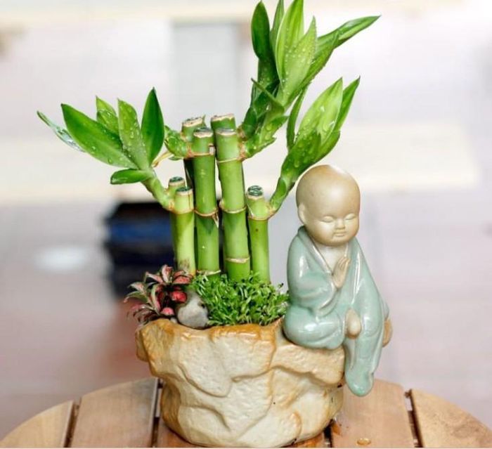 Trúc phú quý là loài cây đại diện cho khí tiết, sự kiên cường và may mắn. Ảnh minh họa