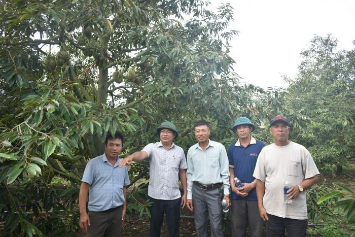  Đại biểu và hội viên tham quan thực tế mô hình trồng sầu riêng, học tập kinh nghiệm canh tác hiệu quả. 