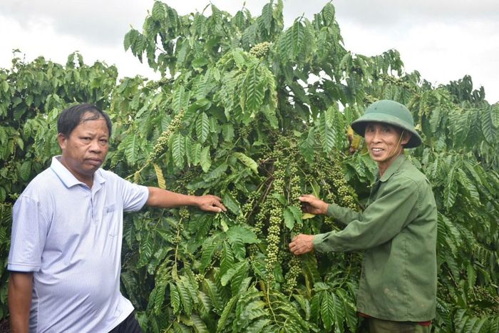  Nông dân trao đổi kỹ thuật chăm sóc vườn cà phê sinh trưởng tốt, sai quả tại mô hình sản xuất. 