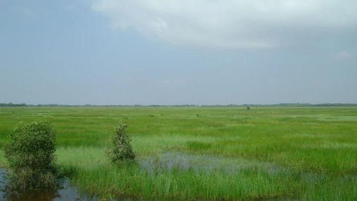 Cây cỏ bàng, loại thực vật mọc hoang sơ ở vùng Đồng Tháp Mười, đã trở thành nguyên liệu chính cho một nghề thủ công truyền thống gắn bó với biết bao thế hệ người dân nơi đây.