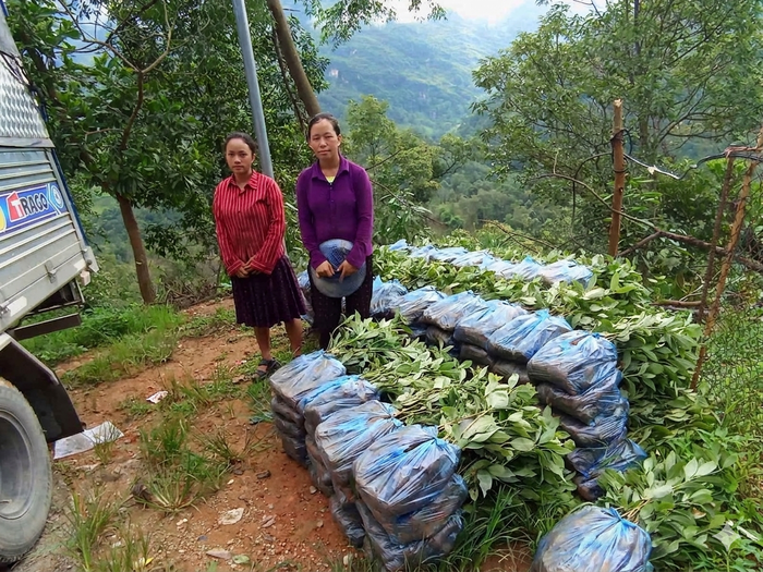 Người dân thôn Ha Cá, Khâu Vai vui mừng khi được nhận hỗ trợ giống cây hồi để trồng, phát triển vùng dược liệu, kiến tạo sinh kế bền vững. Ảnh: xã Khâu Vai.