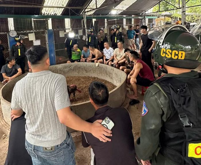 Các đối tượng tham gia đánh bạc dưới hình thức đá gà bị lực lượng chức năng bắt giữ tại hiện trường.