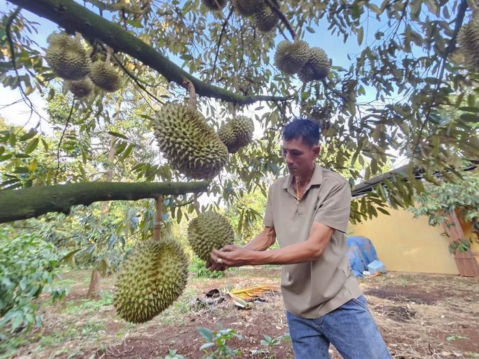Sầu riêng xã Krông Pắk đã có thương hiệu, được xuất khẩu chính ngạch trong nhiều năm.