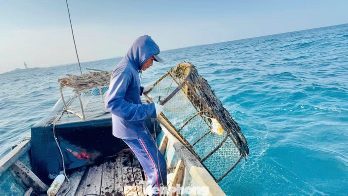  Theo các ngư dân, mùa bẫy mực lá bắt đầu từ tháng 2 đến tháng 8 âm lịch, rộ nhất vào tháng 4 và tháng 5. Trung bình mỗi ngày, ngư dân thu được 5-7 kg mực, những ngày trúng đậm có thể đạt khoảng 10 kg. 