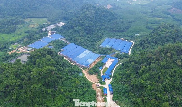 Cạnh đó là trang trại lợn của Công ty TNHH phát triển chăn nuôi Như Xuân với diện tích 13ha, tổng đàn hơn 15.000 con. Theo quan sát, khu vực chăn nuôi xây dựng quy mô 3 dãy chuồng trại, xen giữa thung lũng, bao quanh là những ngọn núi cao.