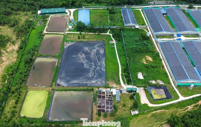 “Nhiều trang trại lợn quy mô lớn trên địa bàn cũng khiến địa phương áp lực, lo ngại sẽ là điểm nóng môi trường. Vì vậy, xã thường xuyên kiểm tra định kỳ, yêu cầu các doanh nghiệp thực hiện đầy đủ quy định, nếu vi phạm sẽ xử lý nghiêm”, vị lãnh đạo UBND xã Thanh Quân cho hay.