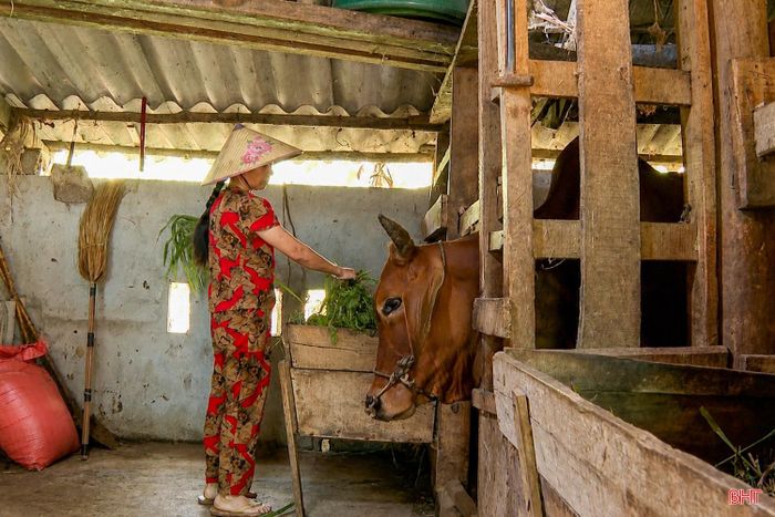 Cỏ voi được bà Nguyễn Thị Nga sử dụng làm nguồn thức ăn chính cho đàn hươu và bò của gia đình.