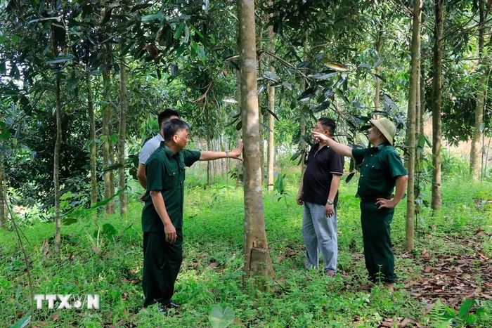 Nhờ phát triển kinh tế đồi rừng, đến nay gia đình ông Đào Đức Chỉ, xã Hưng Khánh (Lào Cai) có 19ha quế và tre măng bát độ, mang lại thu nhập 250 - 300 triệu đồng/năm. (Ảnh: Đinh Thùy/TTXVN)