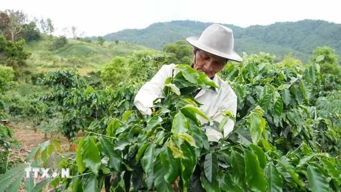 Vườn càphê của ông A Nhíp (sinh năm 1954, thôn Đăk Bung, xã Đăk Plô, Quảng Ngãi) phát triển tốt nhờ canh tác đúng kỹ thuật, mang về khoản thu hơn 100 triệu đồng/năm. (Ảnh: Dư Toán/TTXVN)