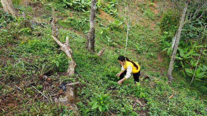 Thay vì trồng sắn kém hiệu quả, chị Y Thơi (sinh năm 1999, xã Ngọc Linh) đã trồng càphê xen Hồng đẳng sâm để nâng cao thu nhập. (Ảnh: Dư Toán/TTXVN)