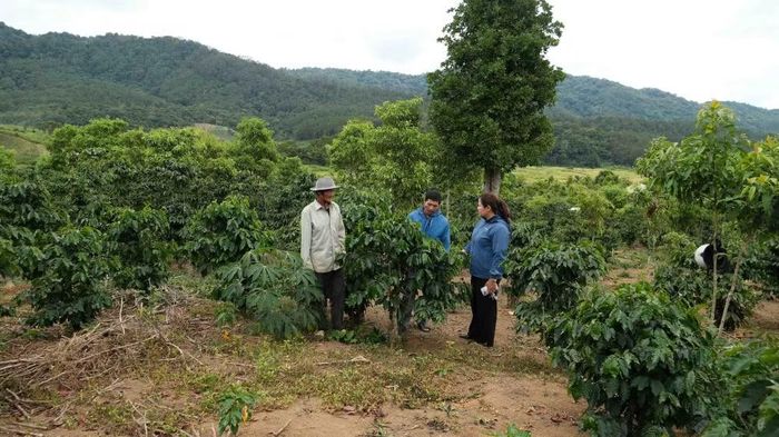 Vườn càphê của ông A Nhíp (sinh năm 1954, thôn Đăk Bung, xã Đăk Plô) phát triển tốt nhờ canh tác đúng kỹ thuật, mang về khoản thu hơn 100 triệu đồng/năm. (Ảnh: Dư Toán/TTXVN)