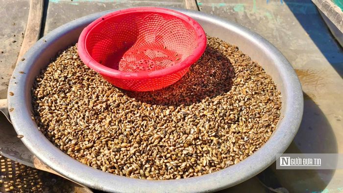 Trung bình mỗi ngày, một người cào được khoảng một bao don, tương đương trên dưới 20 kg. Don không bán theo kilogram mà tính bằng rổ (cạu), mỗi rổ có giá khoảng 60.000 đồng. Sau khi đưa vào bờ, don được thương lái thu mua hoặc chuyển đến các quán don nổi tiếng trong vùng.