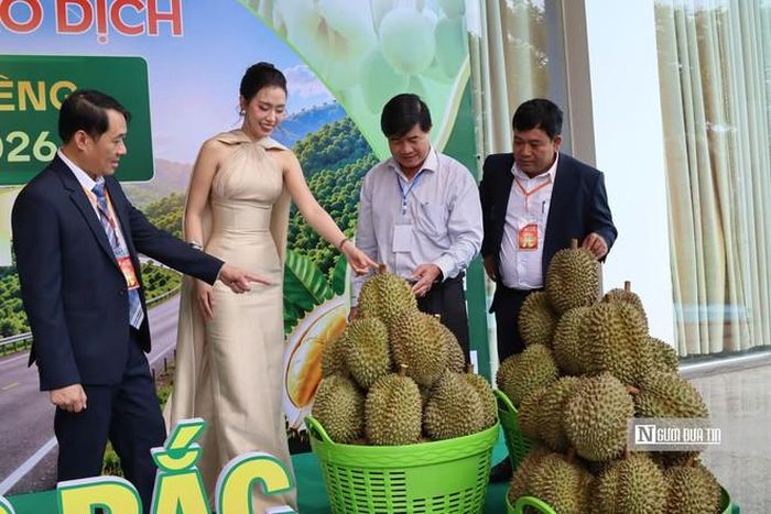Lô sầu riêng đầu tiên được đấu giá có diện tích khoảng 14,36 ha, đạt 350 tấn.
