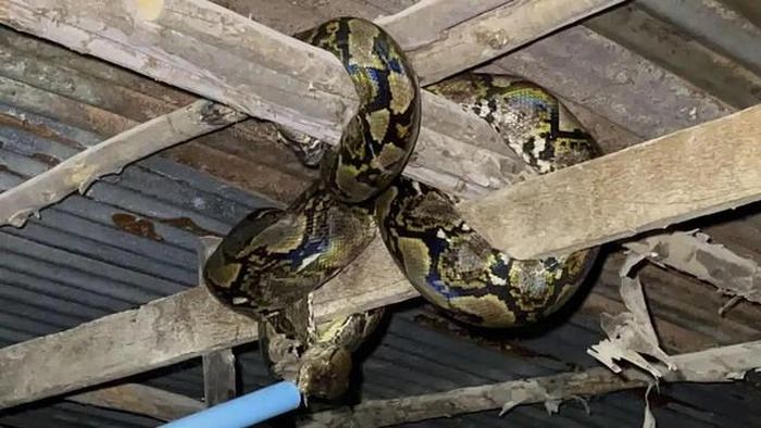 Con trăn được phát hiện trong chuồng gà. Ảnh: The Pattaya News
