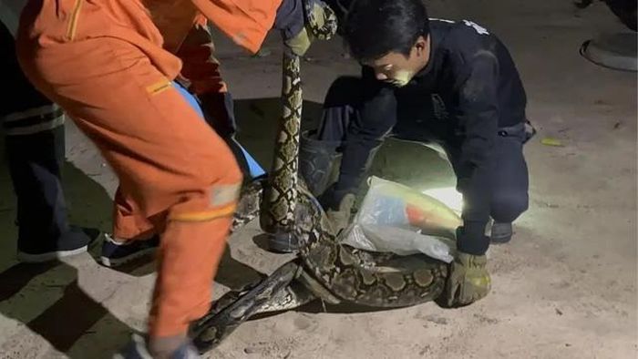 Con trăn dài 4 mét bị bắt. Ảnh: The Pattaya News