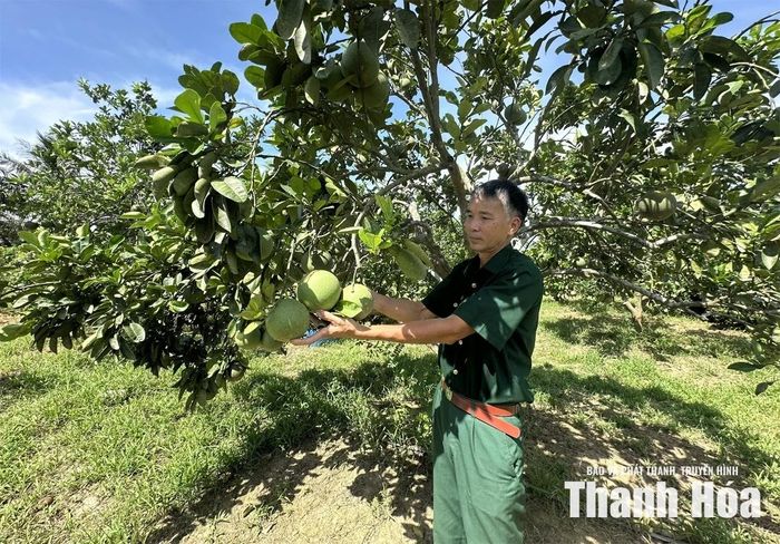 Mô hình kinh tế của cựu chiến binh Nguyễn Hữu Thạo, phố Đại Khối, phường Hàm Rồng.