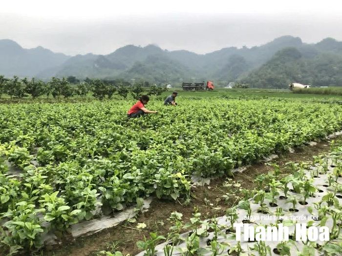 Cuộc sống và sức khỏe của người dân các xã miền núi ngày càng nâng cao nhờ được sử dụng thực phẩm đảm bảo an toàn thông qua các mô hình sản xuất rau sạch.