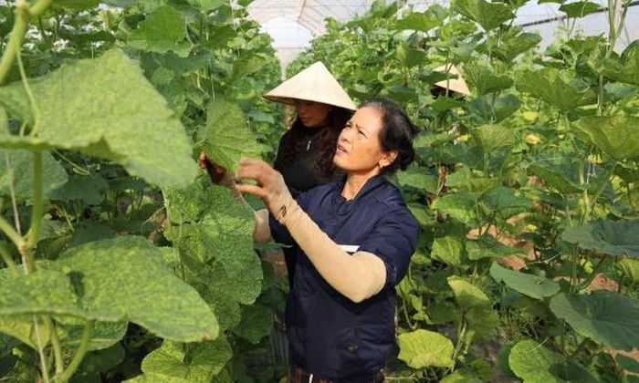  Xã viên Hợp tác xã Nông nghiệp sạch Trí Yên, phường Tân An chăm sóc dưa lưới trồng trong nhà màng theo hướng công nghệ cao phục vụ tiêu thụ cho các bếp ăn doanh nghiệp, trường học. 