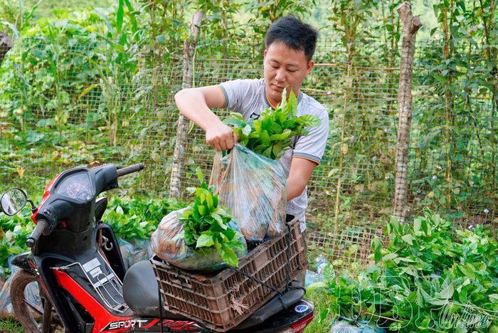 Với sự hỗ trợ của địa phương, nhiều hộ dân trên địa bàn xã Quảng Lâm đã mạnh dạn chuyển đổi cơ cấu cây trồng. 