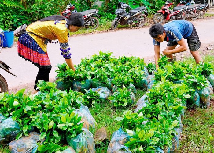 Người dân xã Quảng Lâm nhận giống cây cà phê.