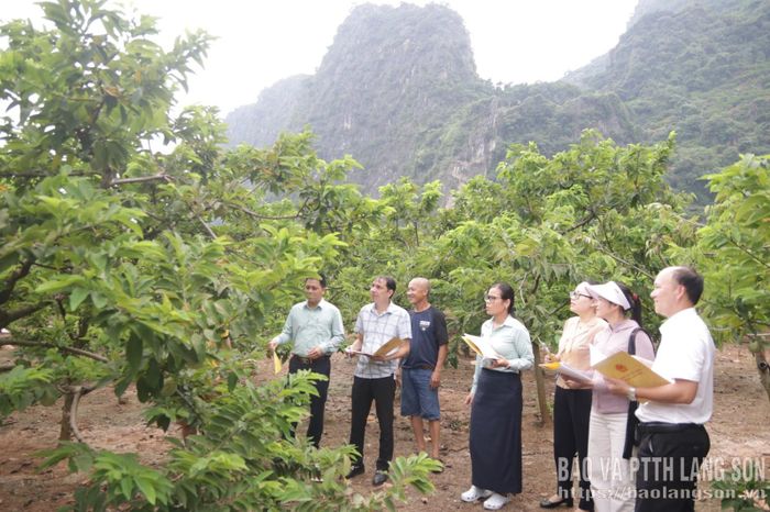 Đại diện lãnh đạo UBND xã, cùng các cơ quan, phòng chức năng tổ chức chấm thi vườn na đẹp tại hộ ông Lương Văn Thắng, thôn Làng Thượng, xã Chi Lăng