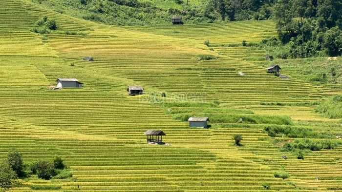 Những thửa ruộng bậc thang chín vàng chắp cánh cho ý tưởng của giải đua trên sóng lúa vàng.
