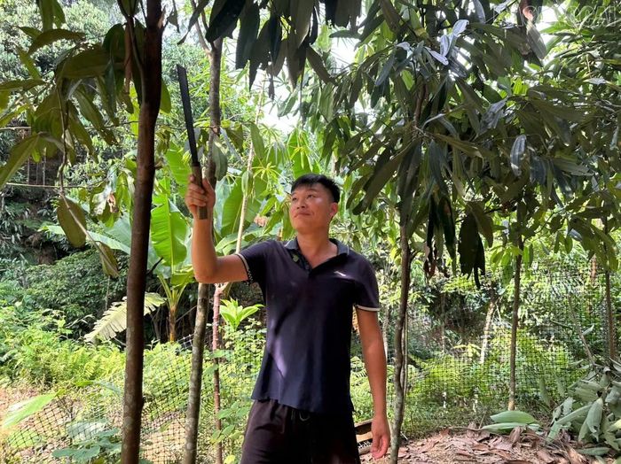 Người dân xã Bảo Ái chủ động áp dụng kiến thức, kỹ thuật vào chăm sóc cây trồng sau khi được tiếp cận thông tin, tuyên truyền.