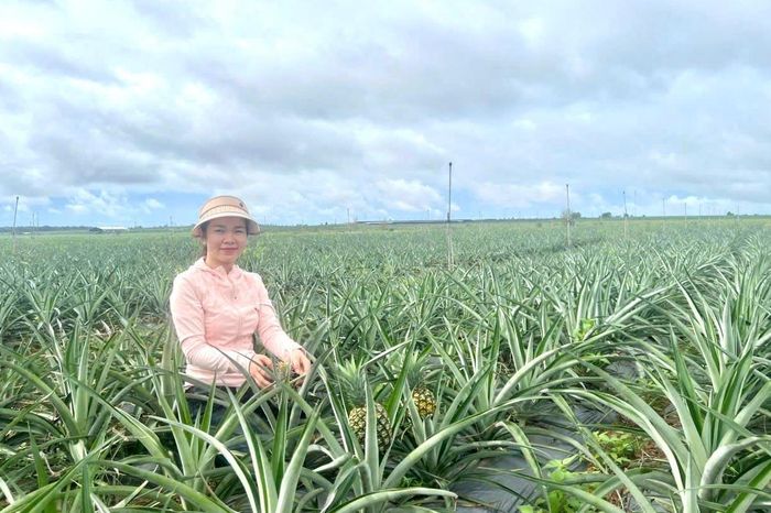 Chị Hường và trang trại dứa đang phát triển tốt